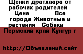 Щенки дратхаара от рабочих родителей › Цена ­ 22 000 - Все города Животные и растения » Собаки   . Пермский край,Кунгур г.